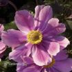 Picture of Anemone 'September Charm' Japanese Anemone