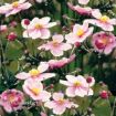Picture of Anemone 'September Charm' Japanese Anemone