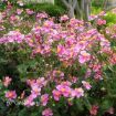 Picture of Anemone 'September Charm' Japanese Anemone