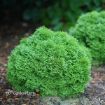 Picture of Thuja TATER TOT Arborvitae Thuja occidentalis