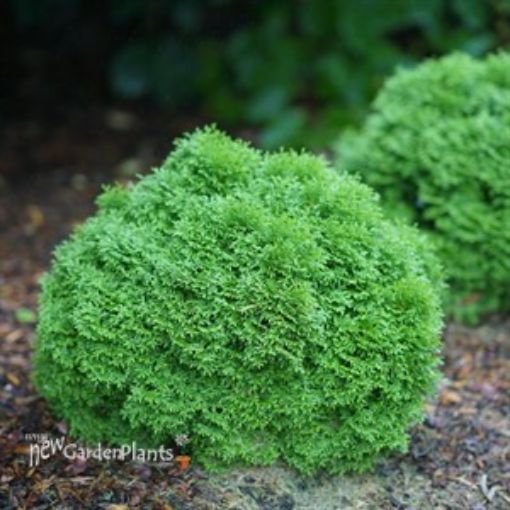 Picture of Thuja TATER TOT Arborvitae Thuja occidentalis