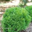 Picture of Thuja TATER TOT Arborvitae Thuja occidentalis