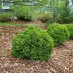 Picture of Thuja TATER TOT Arborvitae Thuja occidentalis