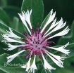 Picture of Centaurea 'Amethyst in Snow' Bachelor Button