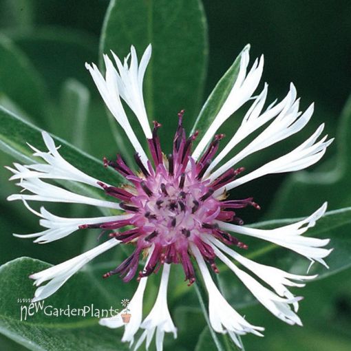 Picture of Centaurea 'Amethyst in Snow' Bachelor Button