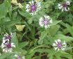 Picture of Centaurea 'Amethyst in Snow' Bachelor Button