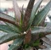 Picture of Aloe ‘Black Gem’