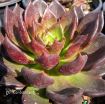Picture of Echeveria 'Black Prince'