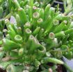 Picture of Crassula 'Hobbit'