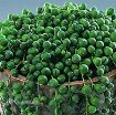 Picture of Senecio 'String of Pearls' Succulents
