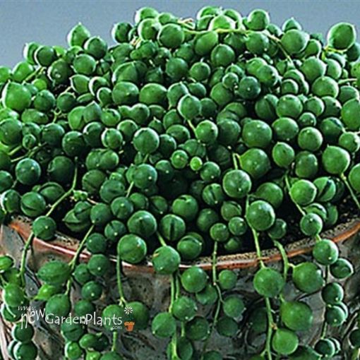 Picture of Senecio 'String of Pearls' Succulents