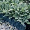 Picture of Stachys 'Silver Carpet'