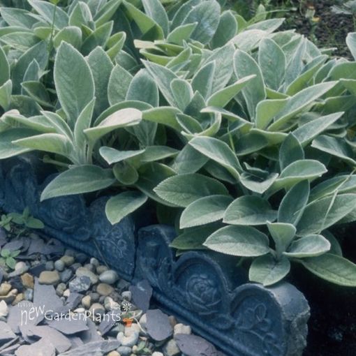 Picture of Stachys 'Silver Carpet'
