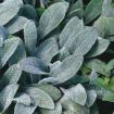 Picture of Stachys 'Silver Carpet'