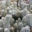 Picture of Sedum 'Blue Spruce' Stonecrop