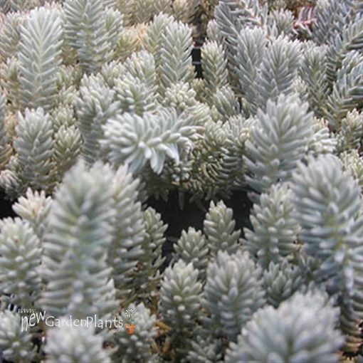 Picture of Sedum 'Blue Spruce' Stonecrop