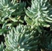 Picture of Sedum 'Blue Spruce' Stonecrop