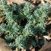 Picture of Sedum 'Blue Spruce' Stonecrop