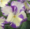 Picture of Viola Rebecca Cawthorne