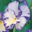 Picture of Viola Rebecca Cawthorne