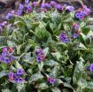 Picture of Pulmonaria 'Spot On' Pulmonaria PPAF