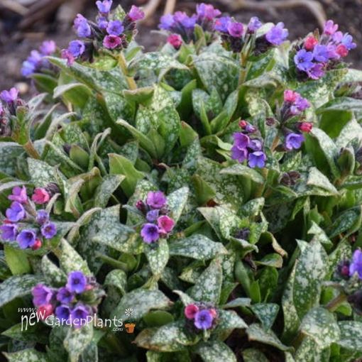 Picture of Pulmonaria 'Spot On' Pulmonaria PPAF