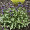 Picture of Pulmonaria 'Spot On' Pulmonaria PPAF