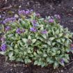 Picture of Pulmonaria 'Spot On' Pulmonaria PPAF