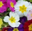 Picture of Primula 'Pacific Hybrids' English Primrose