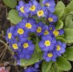 Picture of Primula 'Pacific Hybrids' English Primrose