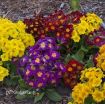 Picture of Primula 'Pacific Hybrids' English Primrose