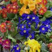 Picture of Primula 'Pacific Hybrids' English Primrose