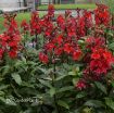 Picture of Lobelia 'Starship Scarlet Bronze Leaf' STARSHIP™ Series