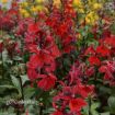 Picture of Lobelia 'Starship Scarlet Bronze Leaf' STARSHIP™ Series