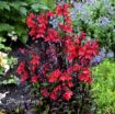 Picture of Lobelia 'Starship Scarlet Bronze Leaf' STARSHIP™ Series
