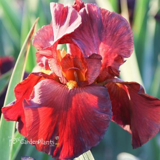 Picture of Iris 'War Chief' German Iris