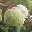 Picture of Hydrangea 'Incrediball'