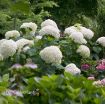 Picture of Hydrangea 'Incrediball'