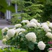 Picture of Hydrangea 'Incrediball'