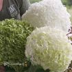 Picture of Hydrangea 'Incrediball'
