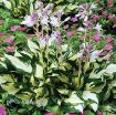 Picture of Hosta 'Fire and Ice'