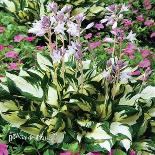 Picture of Hosta 'Fire and Ice'