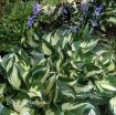 Picture of Hosta 'Fire and Ice'