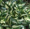 Picture of Hosta 'Fire and Ice'