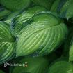 Picture of Hosta 'Gold Standard'