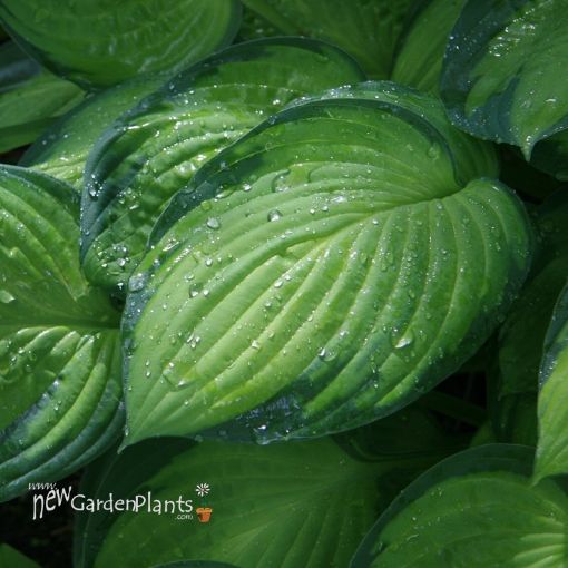 Picture of Hosta 'Gold Standard'