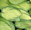 Picture of Hosta 'Gold Standard'