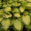 Picture of Hosta 'Gold Standard'