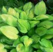 Picture of Hosta 'Gold Standard'