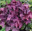 Picture of Heuchera 'Spellbound' Coral Bells